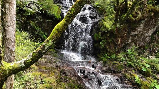 大山深处原始森林热带丛林河流小溪