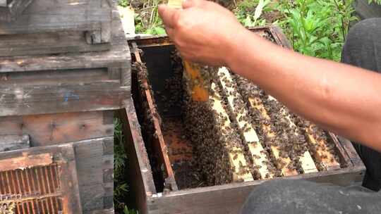 4K蜂农蜂箱取出巢原生态土蜂蜜实拍视频