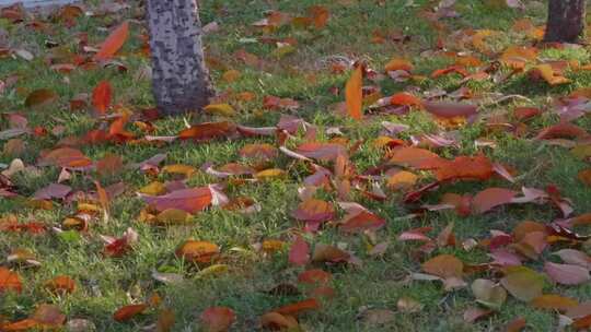 秋天的落叶风景视频素材模板下载