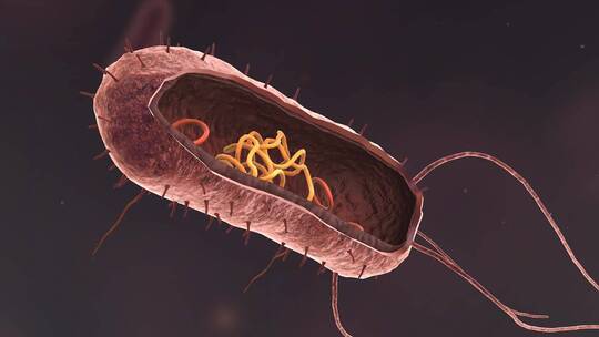 医学病原体病毒病原体病菌细菌医学三维动画