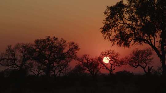 日出，树木，南非，布什