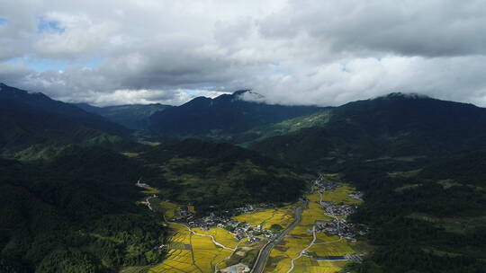 山间金黄的稻田