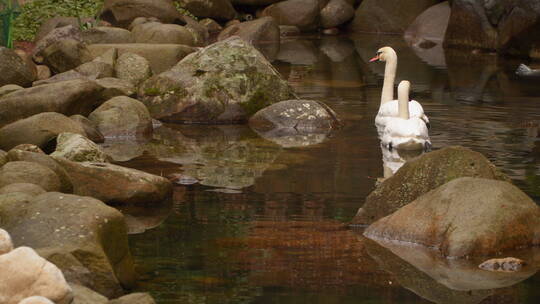 石砌小池塘的鹅