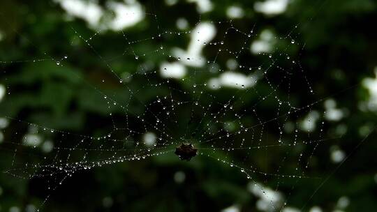 雨后蜘蛛网蜘蛛