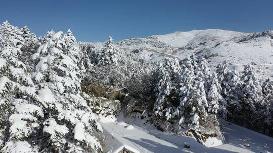 航拍湖北神农架冬季冬天阳光冰雪雪松雪景