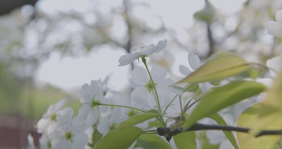 春天农村果园梨花盛开场景4K视频