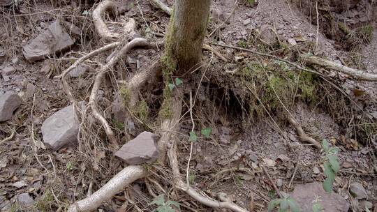 秃露在地面的树根