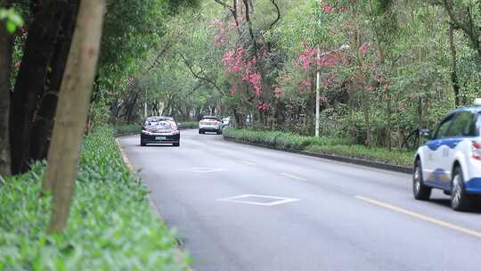 开满鲜花的公路，深圳香山中街车流