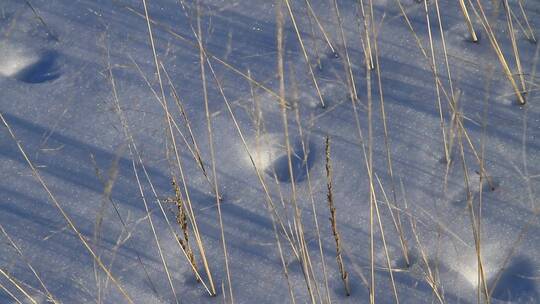 大兴安岭雪原春风中的荒草视频素材模板下载