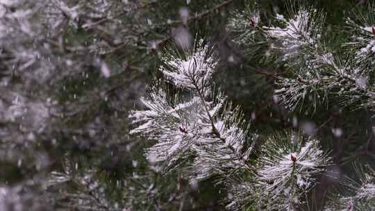 寒冷冬季公园松树雪花大雪空境升格