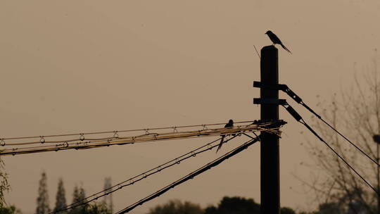 电线杆上的鸟4K实拍空镜