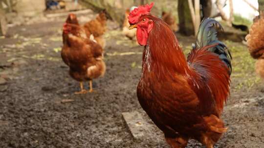 养殖场地养鸡场鸡群走动动物姿态视频素材模板下载