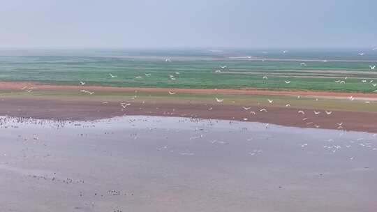 江西鄱阳湖湿地候鸟白鹤大雁