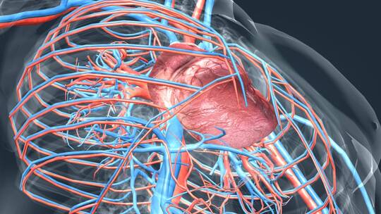 医学 三维 人体 器官 心脏 心血管心跳