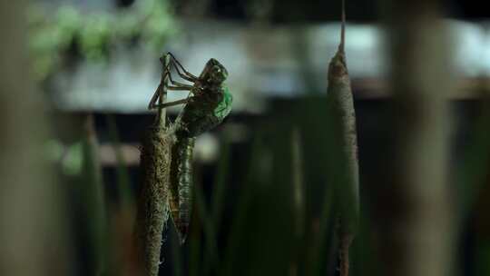 蜻蜓生命全过程脱壳蜕变成虫昆虫视频素材模板下载