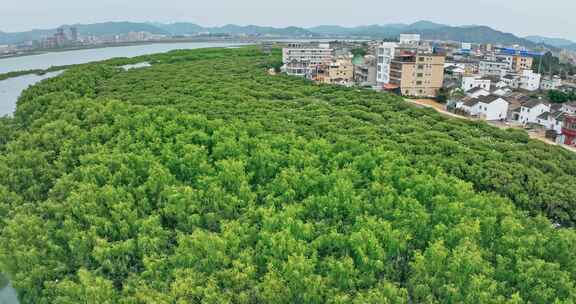 盐洲红树林保护区惠东候鸟白沙村