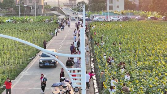 中国广东省广州市南沙横沥镇向日葵