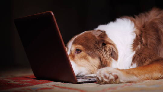 狗在看电脑屏幕的特写镜头