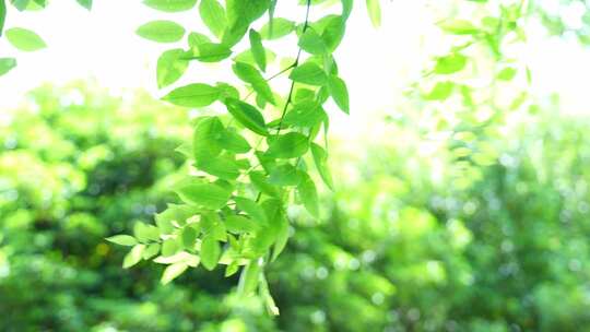 绿色夏天自然风吹树叶空镜头