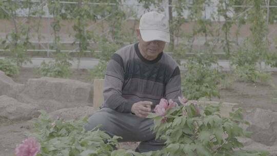 牡丹花采摘LOG