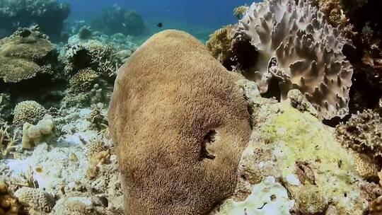海底世界珊瑚礁视频素材模板下载