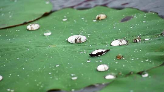 水珠洒落在池塘里的荷叶上视频素材模板下载