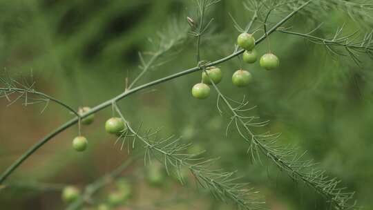 北方农村芦笋种植一组02