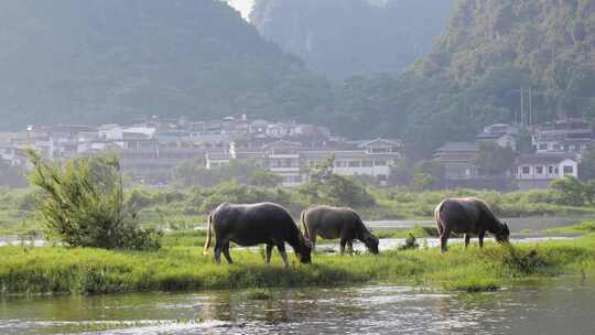 河边水牛吃草的乡村自然景象