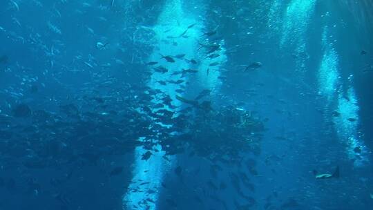 三亚亚特兰蒂斯水族馆