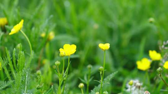 新疆伊犁恰西森林草原鲜花视频