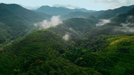 云南普洱山区云雾延绵万亩橡胶林
