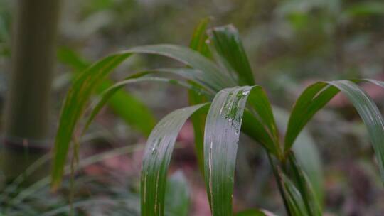 【合集】4K唯美雨滴落在绿色植物叶片上