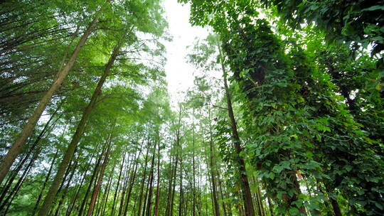 热带原始森林丛林松树林