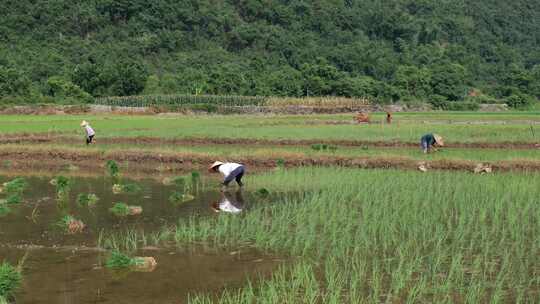 水稻田 农民用传统方式耕地 犁田 插秧 春耕视频素材模板下载