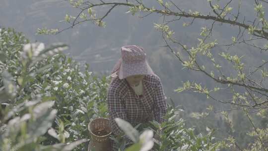 苗族妇女采茶高山茶灰片