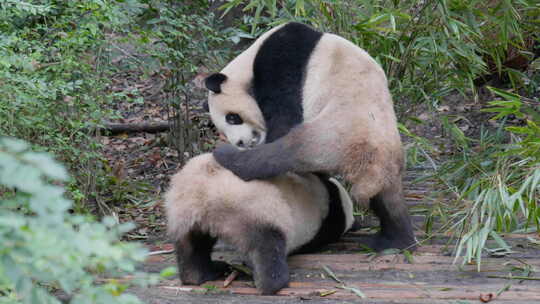 大熊猫合集1