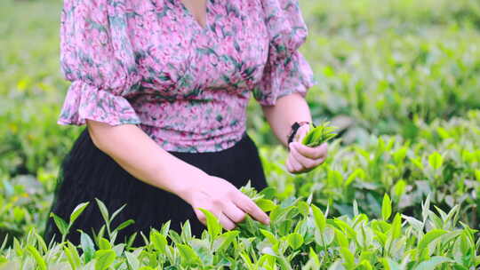 广东清远英德乡村茶园茶叶茶农采茶特写4K