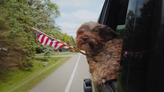 一只爪子插着美国国旗的有趣狗从车窗往外看