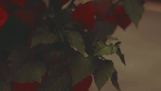 红色玫瑰花盆栽