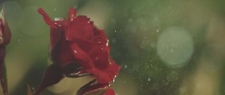 玫瑰，雨，雨滴，滴水