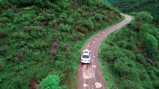 青海海东市乐都区仓家峡山路行车杜鹃花航拍