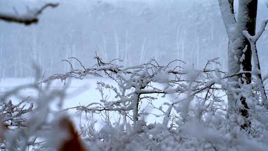 冬季森林里 大雪覆盖的树林