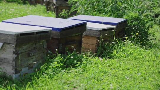 养蜂场的蜜蜂箱