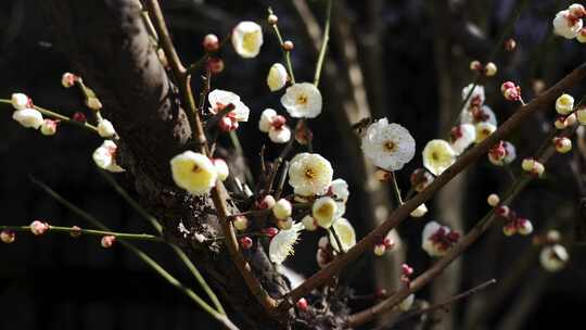 春天蜜蜂在梅花花丛花朵授粉采蜜