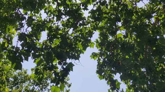 城市绿化茂密树枝树叶环境保护实拍