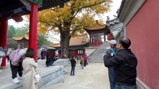 济南淌豆寺千年古银杏树