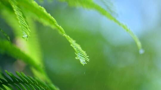 森林绿色植物雨中水滴滴落慢镜头视频素材