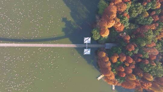 湖北武汉东湖风景区秋季风光