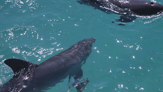 海豚潜水的特写镜头