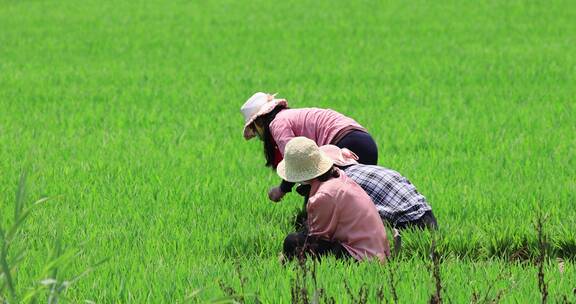 实拍4k炎热夏季水稻种植